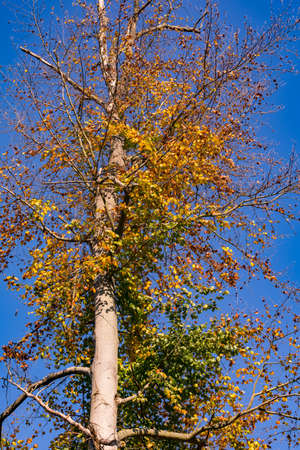 Autumn color of the leaves on a tree in the German forestの写真素材