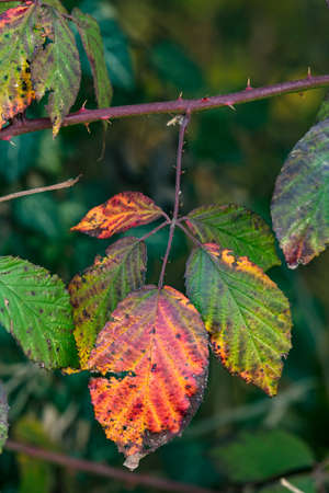 Colorful image of an autumn leaf with distinctive colors and shapesの写真素材