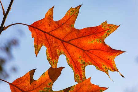 Backlit photo of an autumnal leaf with distinctive colors and shapesの写真素材