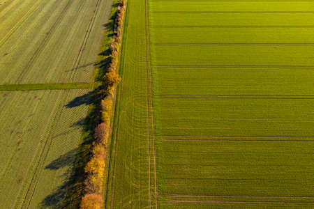 Different colors of fields and fields as well as different trees and flower stripsの写真素材
