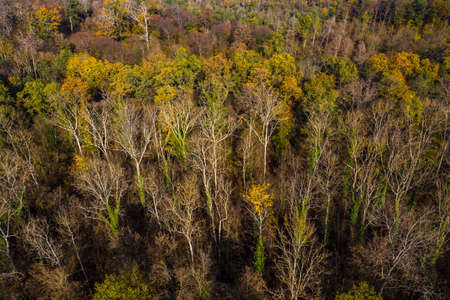 Aerial view of the partially sick German mixed forest in autumn after a dry summerの写真素材