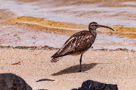 Curlews are migratory birds and spend the winter as long-distance migrants in the warm southの写真素材