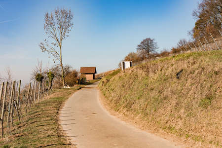 Hiking on the educational wine trail through the vineyard landscapeの写真素材