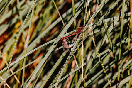 Two adult dragonflies are found mating on a green leaf stemの写真素材