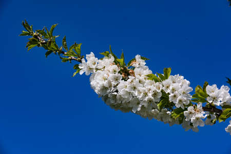 The cherry blossom as a symbol of beauty, new beginnings and transienceの写真素材
