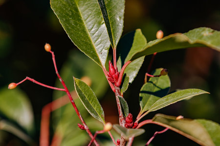 A glowing red bud of a young loquat in the sunlightの写真素材