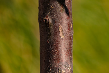 A young trunk with a red-brown barkの写真素材