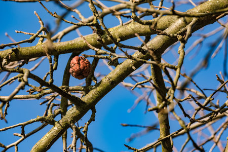 A single shriveled apple on the tree on a clear sunny winter dayの写真素材