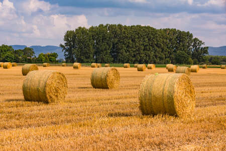 Bales of hay in a field in front of some trees after the harvest in summerの写真素材
