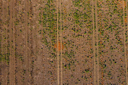 Aerial view of a Hokkaido field with tractor tracks in the sun from very high upの写真素材