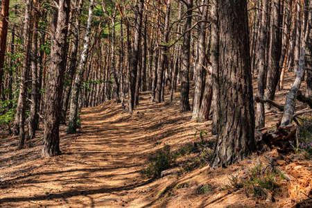Beautiful needle-lined hiking trail in a green deciduous forest in a German natural reserveの写真素材