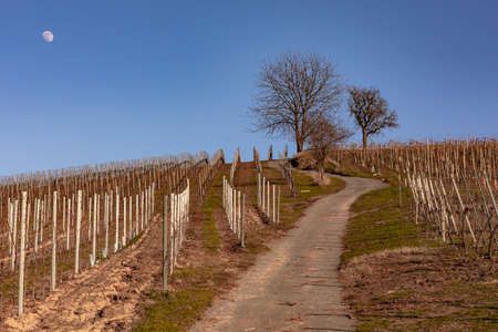 A vineyard in the south of Germany invites you to go hiking in sunshine and the moonの写真素材