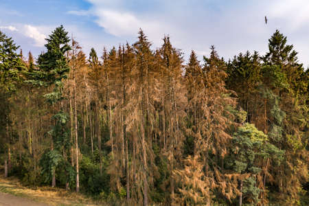 Aerial view of spruce death due to climate change in a forest in Europeの写真素材