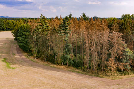 Aerial view of a dying spruce forest in Germanyの写真素材