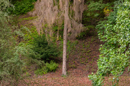 Photography of single sick spruce trees in a green mixed forest in Germanyの写真素材