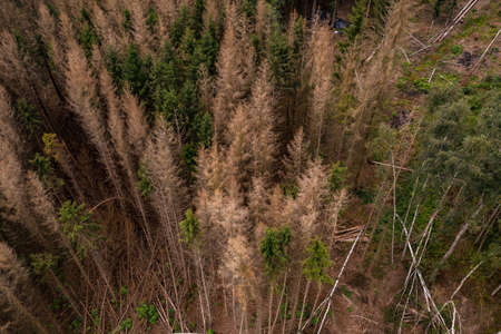 A forest with sick and damaged trees seen from the airの写真素材