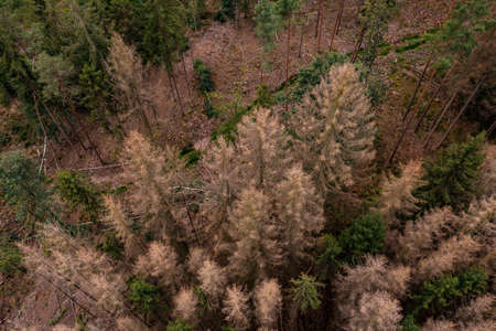 Bird's eye view of dead trees in the German forestの写真素材