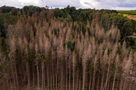 Damage to spruce trees can now be seen almost everywhere in German forestsの写真素材