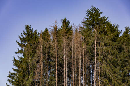 Trunks of sick spruce trees in a small wooded area in Germanyの写真素材
