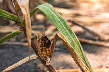 Stunted corn on the cob leads to losses for corn farmersの写真素材
