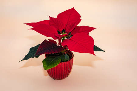 A poinsettia or Christmas star in a pot is the perfect gift for Christmasの写真素材