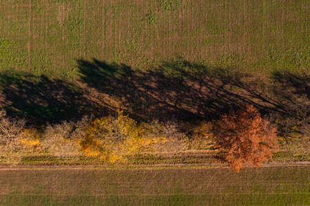 Aerial view of fields separated by a row of trees with autumn colored leavesの写真素材