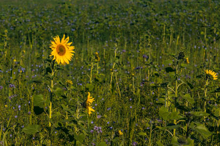 A single sunflower stands out from the other sunflowers and other blossoms in a fieldの写真素材