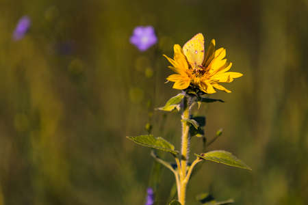An isolated small sunflower is visited by a hardly recognizable yellow butterflyの写真素材