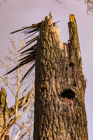 Storm damage and wind damage to trees and forests are becoming more and more common in Germanyの写真素材