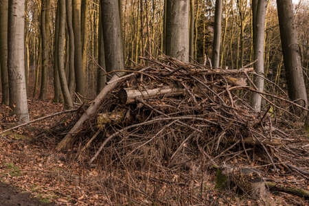 A pile of wood and branches at the edge of a field in a forestの写真素材