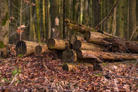 A few felled trees are stacked up in the wintry forest on a forest path at the edge of the fieldの写真素材