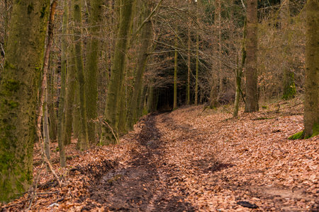 A wintry path leads into dark mischief in the mystical forestの写真素材