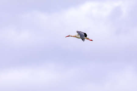 Telephoto of a stork gliding, isolated on a cloudy dayの写真素材