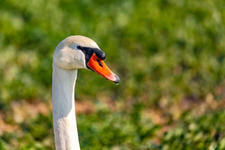 Close-up of a swan with neck and head released in front of a green field in winterの写真素材