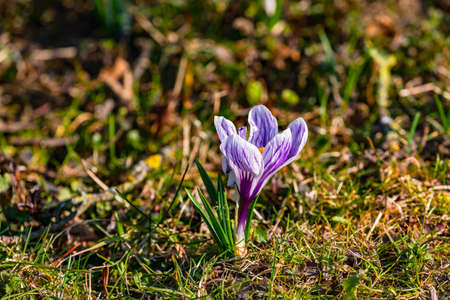 Close up of a crocus in a German meadow in springの写真素材
