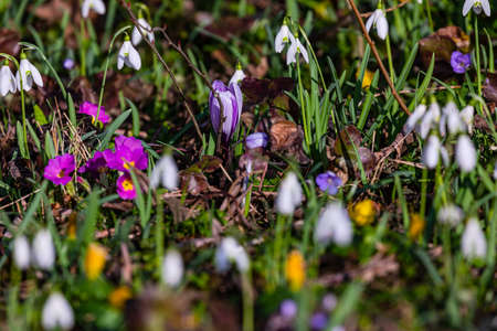 Primroses, snowdrops and crocuses indicate spring as early bloomers between shrubsの写真素材
