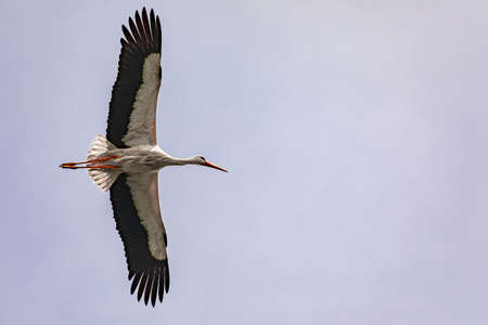 A distinctive white stork in flight isolated against the sky