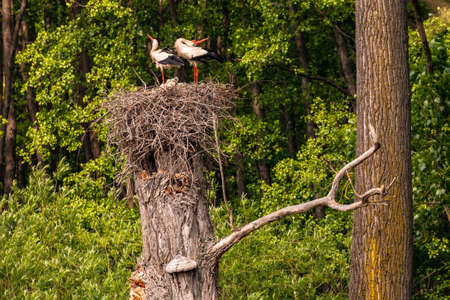 Two lovely storks chatter with young storks as offspring in a stork's nest on a tree stumpの写真素材