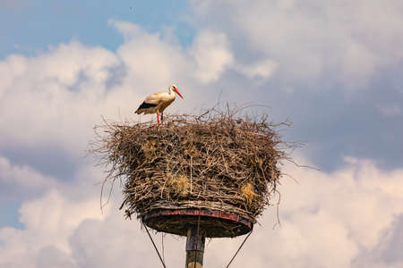 A large white stork in an eyrie or stork's nest in Europeの写真素材
