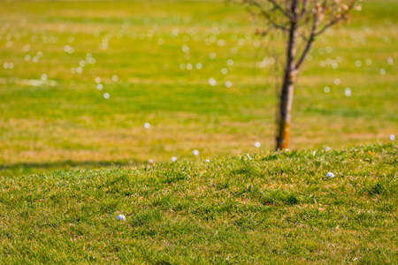 A golf ball in the foreground of a driving range vpom golf course with many golf balls in the backgroundの写真素材