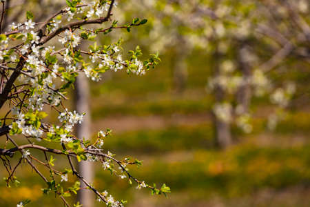 Branches of a Mirabelle tree isolated in front of trees on a plantation in spring