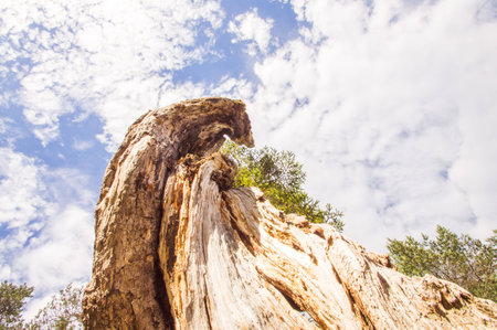 Old tree trunk
