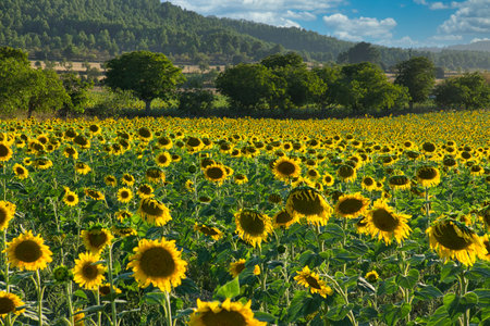beautiful field of sunflowers in Spainの写真素材