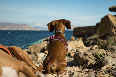 dogs in a beach with rocks enjoying a sunny day in the summer. In Spainの写真素材