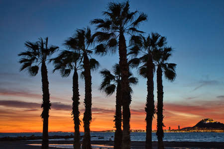beautiful sunset on the beach with palm trees and very colorful on the beach of Alicante, Spain, viewの写真素材