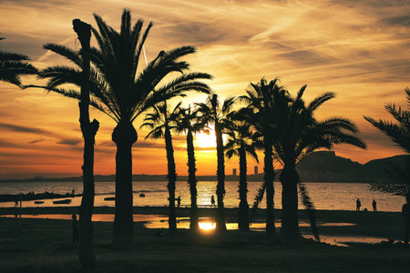 beautiful sunset on the beach with palm trees and very colorful on the beach of Alicante, Spain, viewの写真素材
