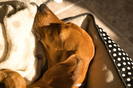 Beautiful purebred dachshund dog, also called a teckel, Viennese dog, or sausage dog, napping on a dog bed. Dog sleepingの写真素材
