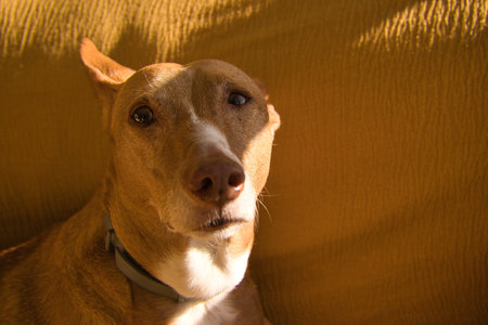 Beautiful hunting dog with brown hair, dog collar. on the couch, dog