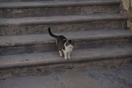 stray cats on stairs in the street various catsの写真素材