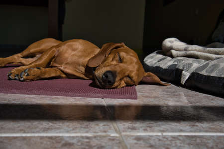 beautiful dog of the dachshund breed, also called teckel, Viennese dog or sausage dog, napping on...